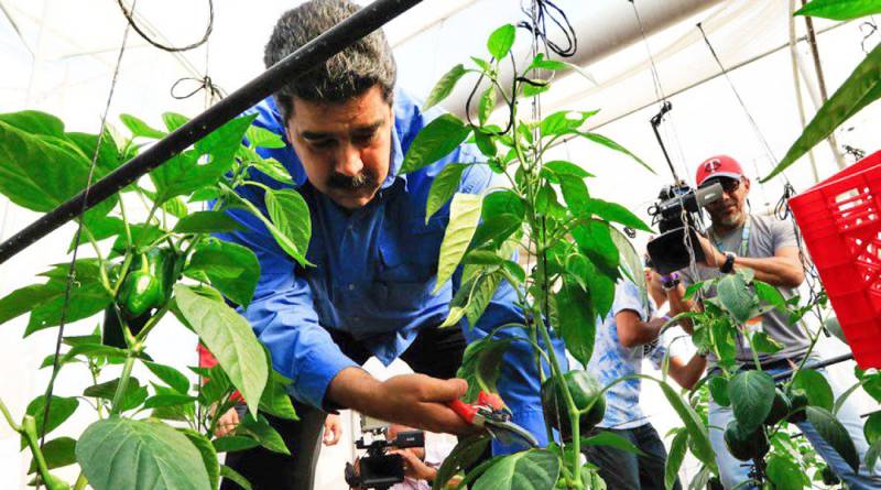 Presidente Maduro destaca agricultura como eje soberano contra guerra económica